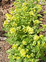 Barbarea vulgaris (fam Cruciferes) (Europe, Asie temperee) (2) (Photo F. Mrugala)